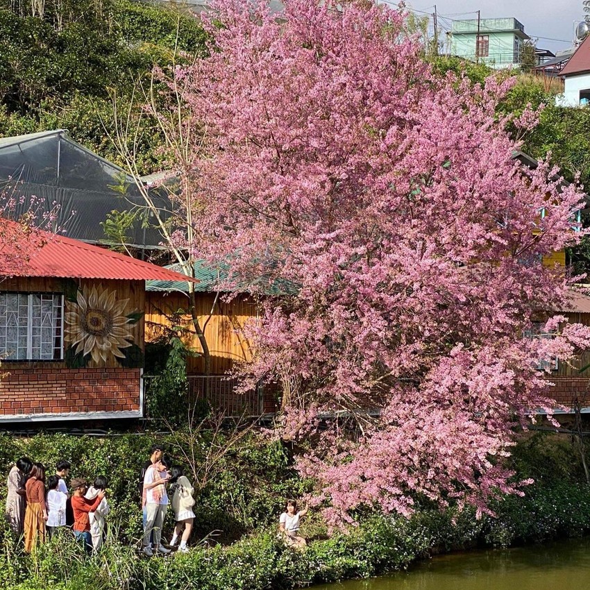 Tourists flock to Da Lat city for spring travel Photo 7