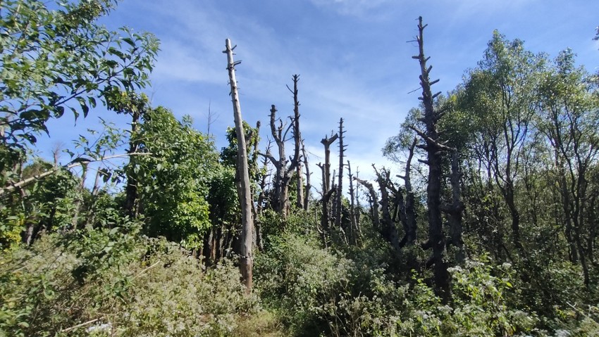 Many trees in Gia Lai province died following being relocated to make roads. Photo 2