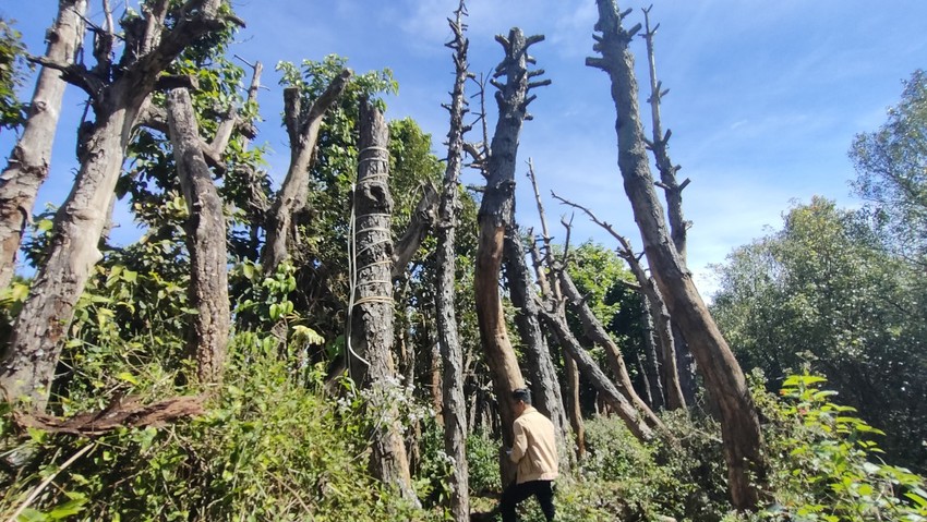 Many trees in Gia Lai province died following moving to make roads. Photo 3