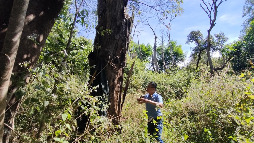 Many trees in Gia Lai province died following being relocated to make roads. Photo 5