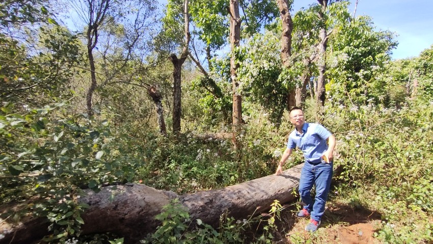 Many trees in Gia Lai province died following being relocated to make roads. Photo 4