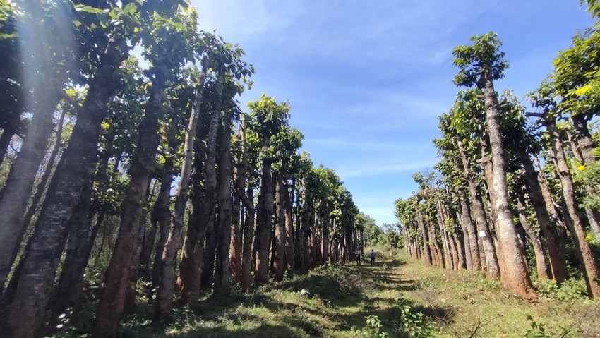 Many trees in Gia Lai province died following moving to make roads. Photo 6