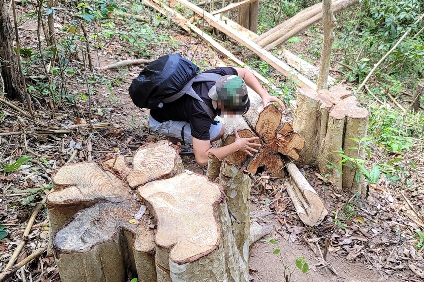 Vụ phá rừng ở Gia Lai: Thu hồi gỗ tang vật ảnh 2