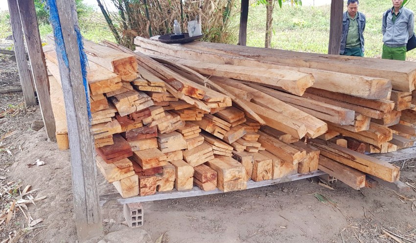Vụ phá rừng ở Gia Lai: Thu hồi gỗ tang vật ảnh 1