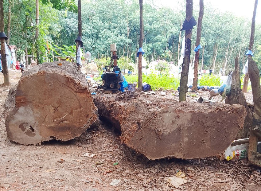 Vụ vớt gỗ lạ ở Kon Tum: Sau 1 năm vẫn chưa xác lập quyền sở hữu toàn dân ảnh 2