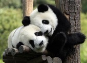 Chùm ảnh chứng tỏ động vật cũng 'valentine' như ai