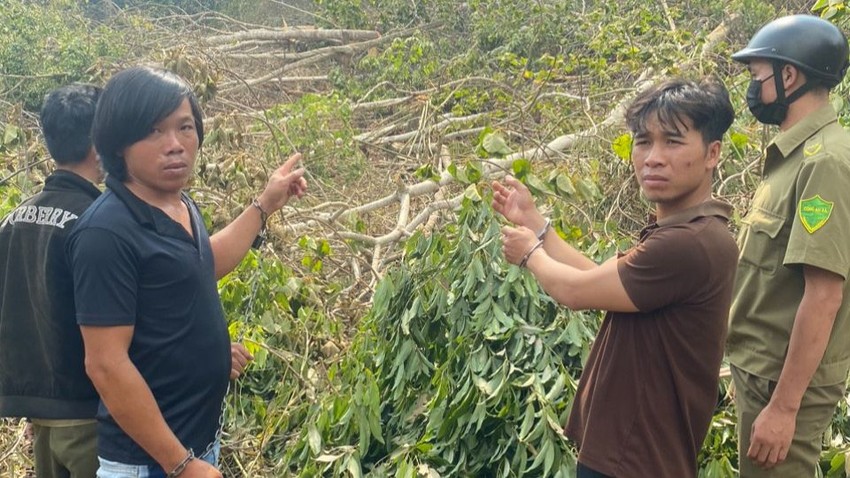 Bắt giữ 6 người phá gần 1 ha rừng ở Lâm Đồng ảnh 1