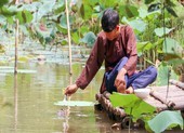 Độc đáo đàn cá 'chảnh', ăn phải đút bằng muỗng