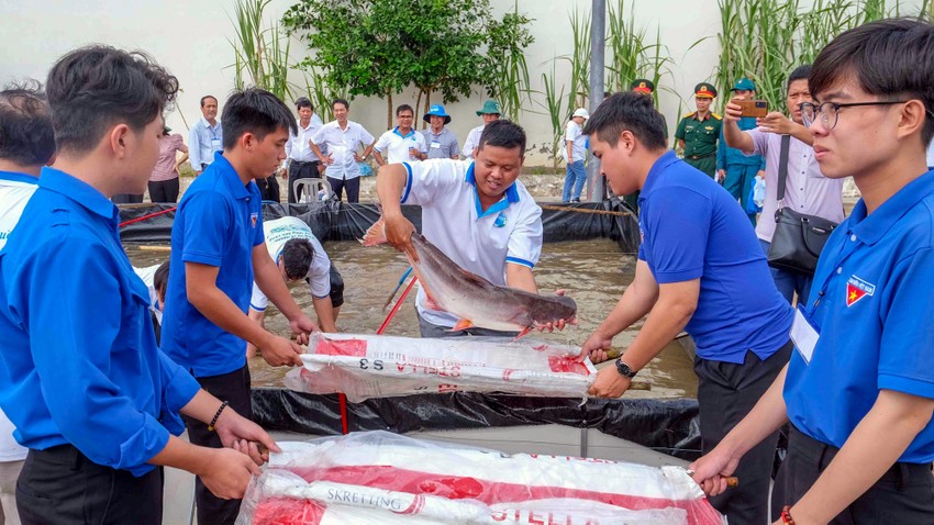 Thả hơn 11 tấn cá để tái tạo nguồn lợi thủy sản khu vực sông Hậu ảnh 1