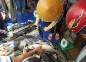 Phát hiện các hình thái cá tầm không được phép kinh doanh ở VN
