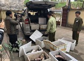 Phát hiện nhiều vụ nhập lậu cá tầm Trung Quốc