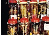 Rượu thuốc, bổ đâu chưa thấy chỉ thấy… bổ ngửa