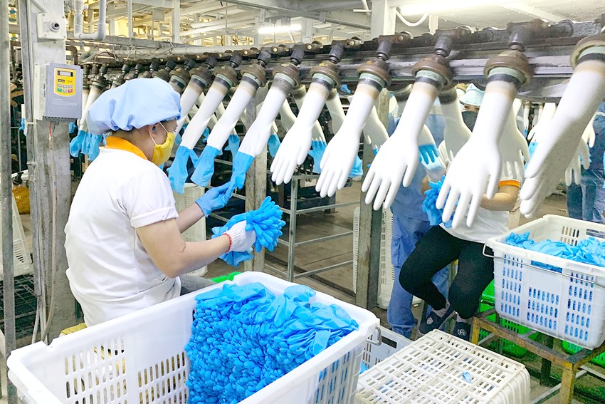 Lãi hơn 500 tỉ đồng từ găng tay y tế xuất ngoại ảnh 1
