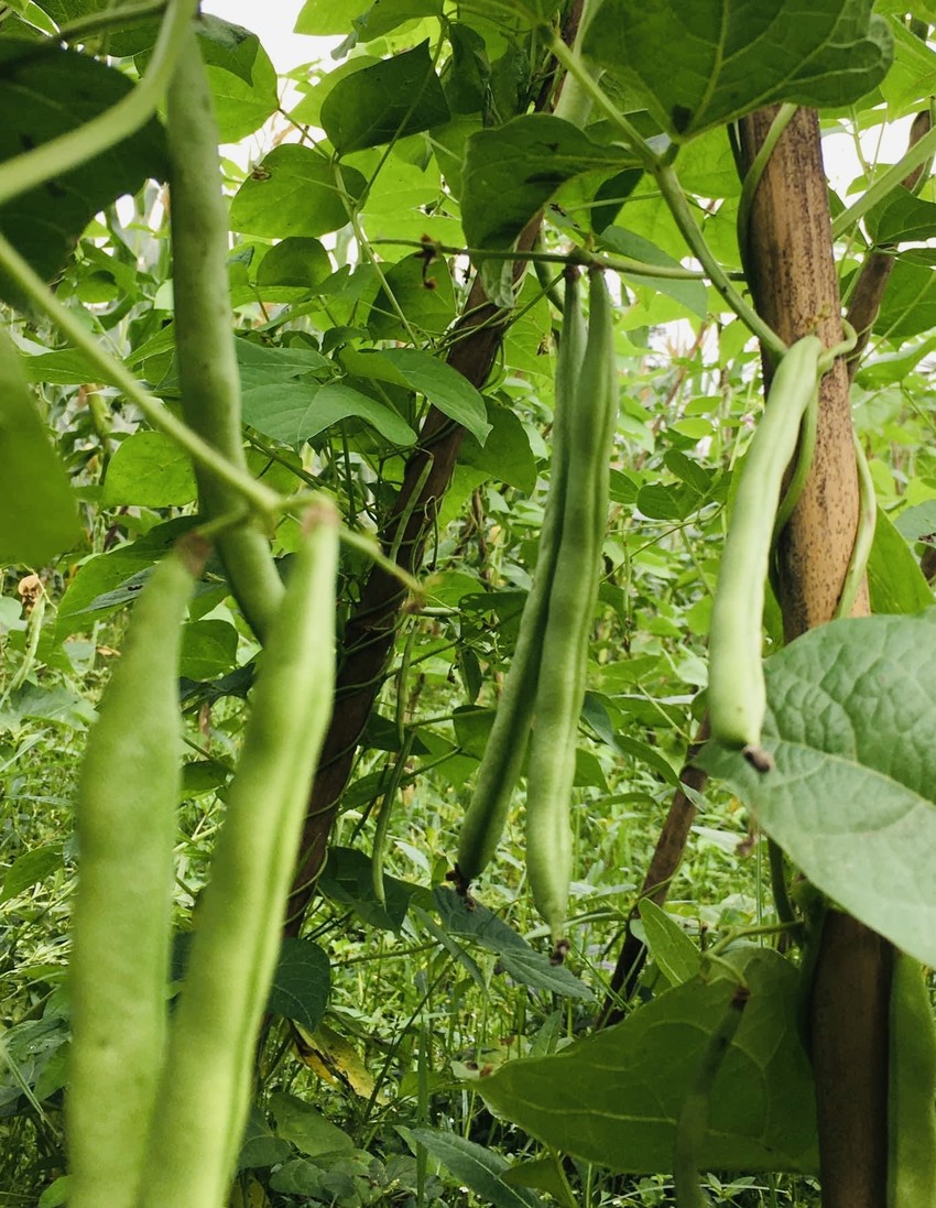 Ăn loại rau này hàng ngày để giảm lượng đường trong máu ảnh 2