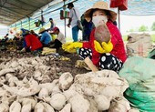 Thanh long, chuối… tắc đường sang Trung Quốc