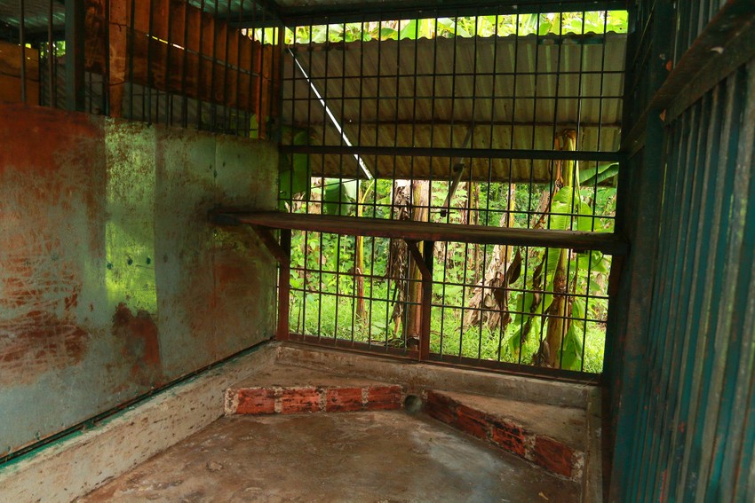 7 tigers in Phong Nha-Ke Bang after moving to a new 'home' photo 2