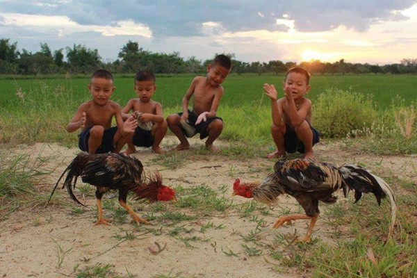 Có ai mê chọi gà? Có Ai Mê Chọi Gà?