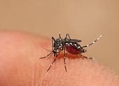6 hiểu lầm 'chết người' về bệnh sốt xuất huyết