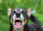 Bé 2 tuổi bị chó béc giê hàng xóm cắn hỏng mắt nguy kịch