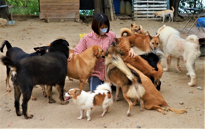 Cô gái cưu mang hơn 70 chú chó bất hạnh  ảnh 4