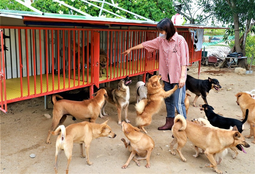 Cô gái cưu mang hơn 70 chú chó bất hạnh  ảnh 3