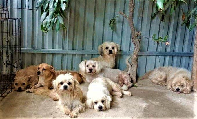 The girl carrying more than 70 unfortunate dogs photo 2