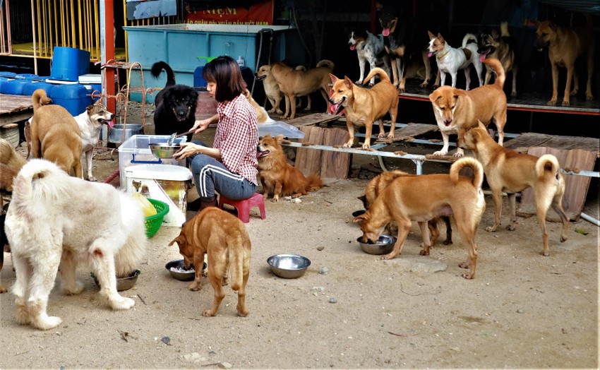 The girl carrying more than 70 unfortunate dogs photo 1