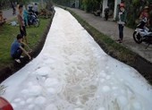 Nghi dùng thuốc trừ sâu để đầu độc, cá chết trắng kênh
