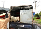 Xe ‘luồng xanh’ chở 41 con dê chưa kiểm dịch bị chặn ở ngã tư Bình Phước