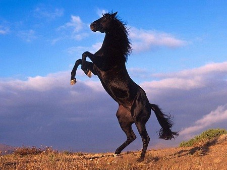 Hình ảnh con Ngựa đẹp oai phong mạnh mẽ nhất