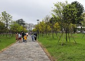 Huế sẽ là xứ sở mai vàng sánh ngang với hoa anh đào của Nhật Bản