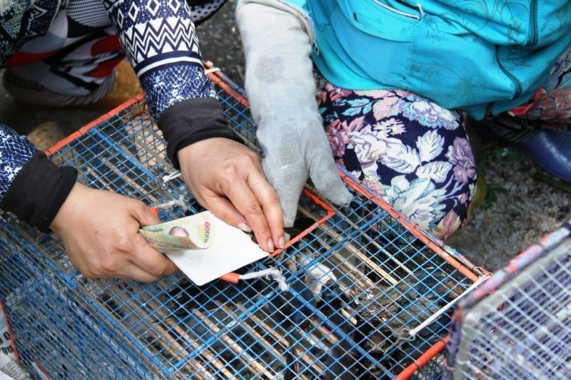 Thừa Thiên Huế: Cấm mua bán chim phóng sinh trong khuôn viên chùa ảnh 1