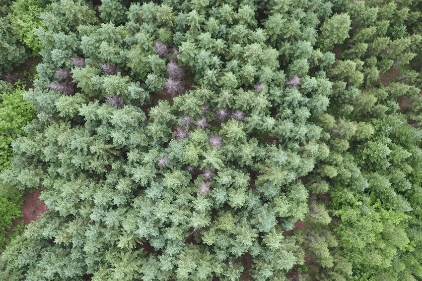 Một khu rừng ở Quebec đang được thử nghiệm quản lý bằng drone. Ảnh: Éric Dussault