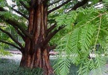 Nga lần đầu tiên giải mã ADN của thân cây cổ đại ảnh 1