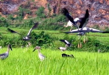 Xuất hiện đàn chim lạ ở Lai Châu ảnh 1