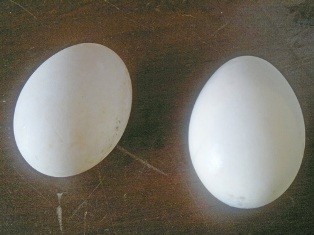 Trứng vịt bất thường ảnh 1
