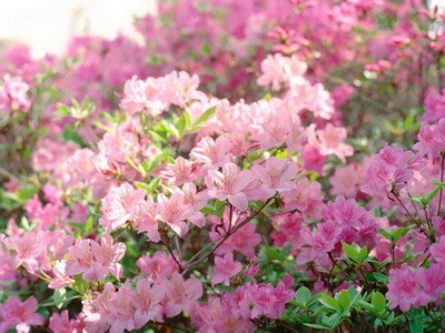6 hậu quả rõ nhất của biến đổi khí hậu ảnh 1