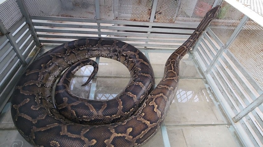 People in Thu Duc City hand over 2 'terrible' ground pythons to forest rangers Photo 2