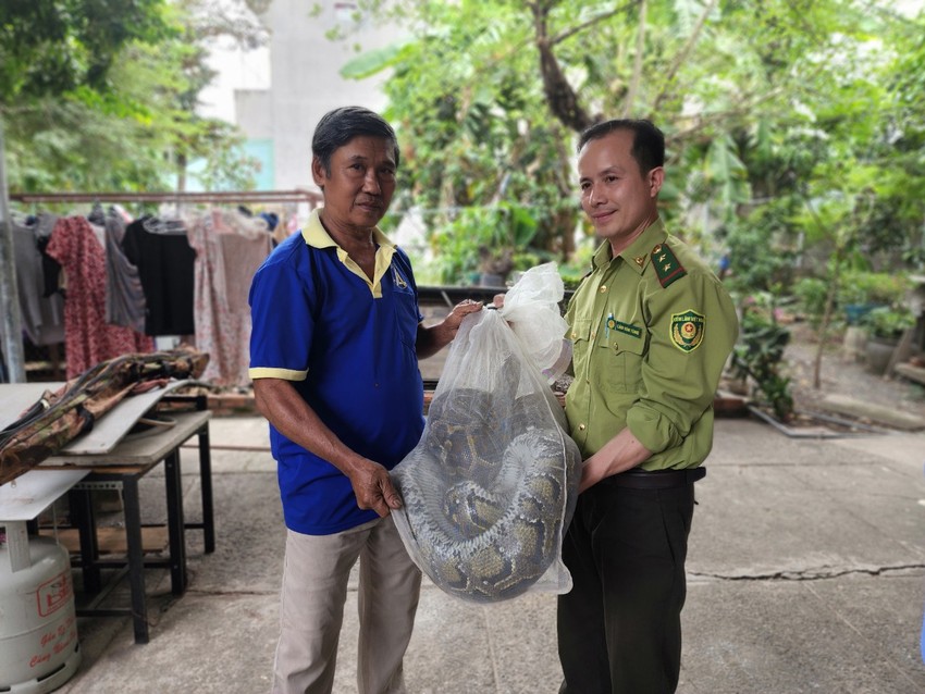 People in Thu Duc City hand over two 'terrible' ground pythons to forest rangers Photo 3