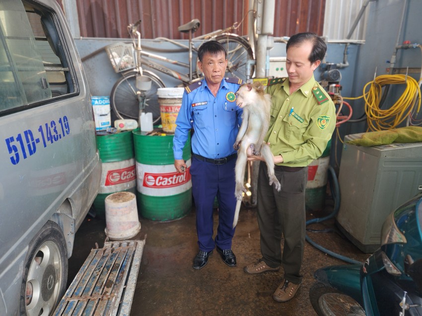 Kiểm lâm thổi thuốc gây mê, tiếp nhận 3 con khỉ ở TP.HCM ảnh 2