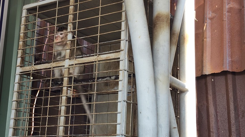 Kiểm lâm thổi thuốc gây mê, tiếp nhận 3 con khỉ ở TP.HCM ảnh 1