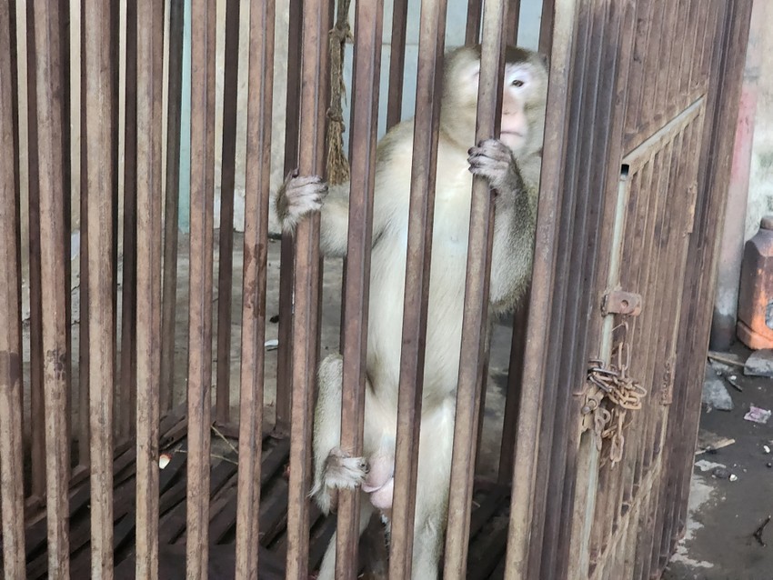 Người dân bàn giao khỉ đuôi dài nặng 7kg ở Bình Tân ảnh 2