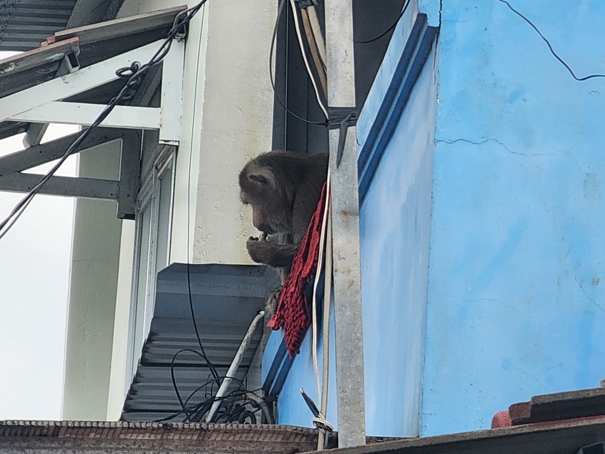 Khỉ đuôi lợn đực quậy nhà dân ở Vĩnh Lộc B bị bắt ảnh 1