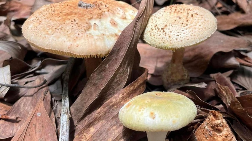 Những điều cần biết để tránh ngộ độc nấm ảnh 1