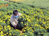 Làng hoa Tết Mỹ Bình rồi sẽ chỉ còn là ký ức