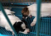 Trung Quốc: Một quận ra lệnh giết hết vật nuôi trong nhà người mắc COVID-19