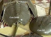 Cả nhà nhập viện, 1 bé gái tử vong nghi do ăn con sam