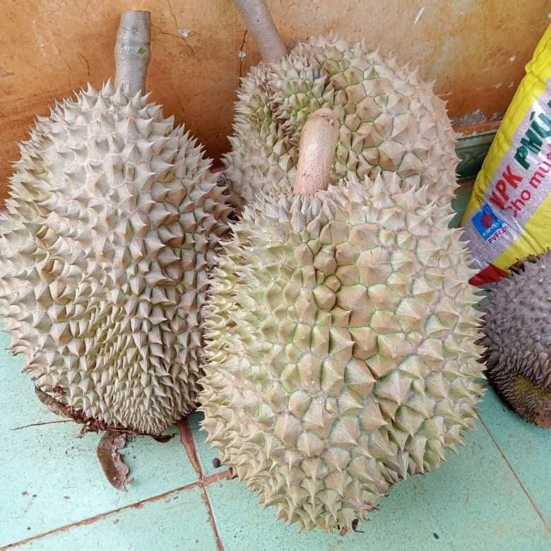 Nhận biết sầu riêng rụng và sầu riêng bị 'ép' chín ảnh 1