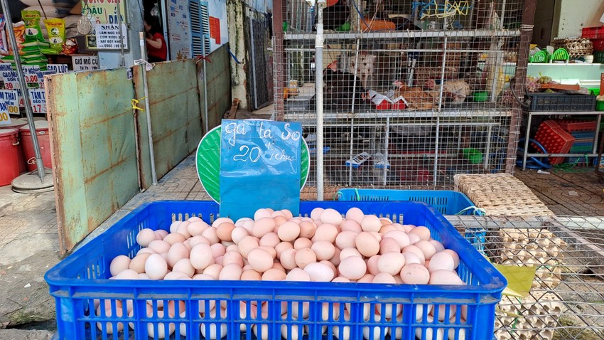 Giải mã lý do trứng gà so chỉ 20.000 đồng/chục rẻ hơn cả trứng gà công nghiệp ảnh 1