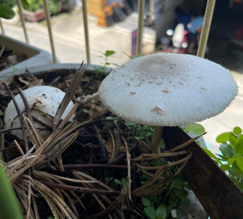 Những lầm tưởng khi phân biệt nấm độc và nấm thường ảnh 1